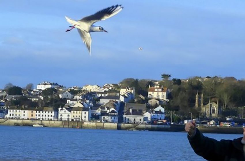 DEPUIS 12 ANS, CHAQUE JOUR, CETTE MOUETTE ARRIVE À L’HOMME QUI L’A SAUVÉE