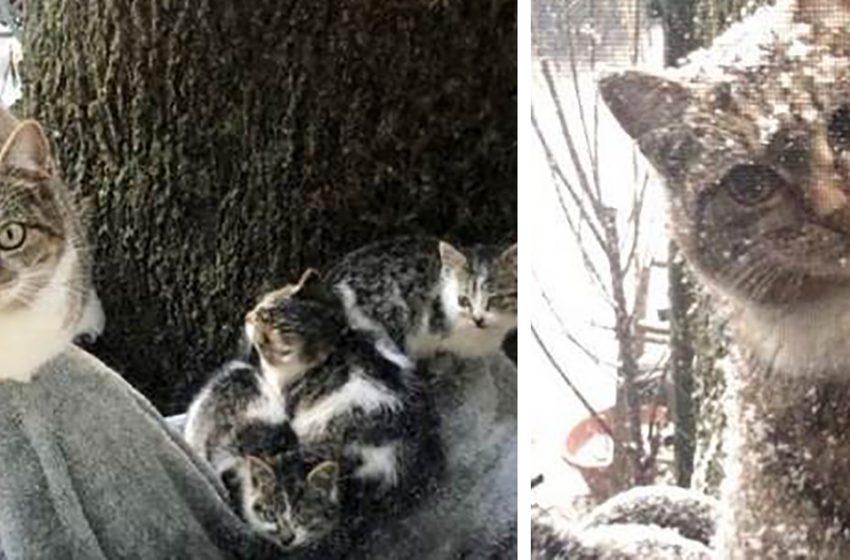  Un couple de New York a sauvé deux chatons dans le gel, et un an plus tard et leur mère