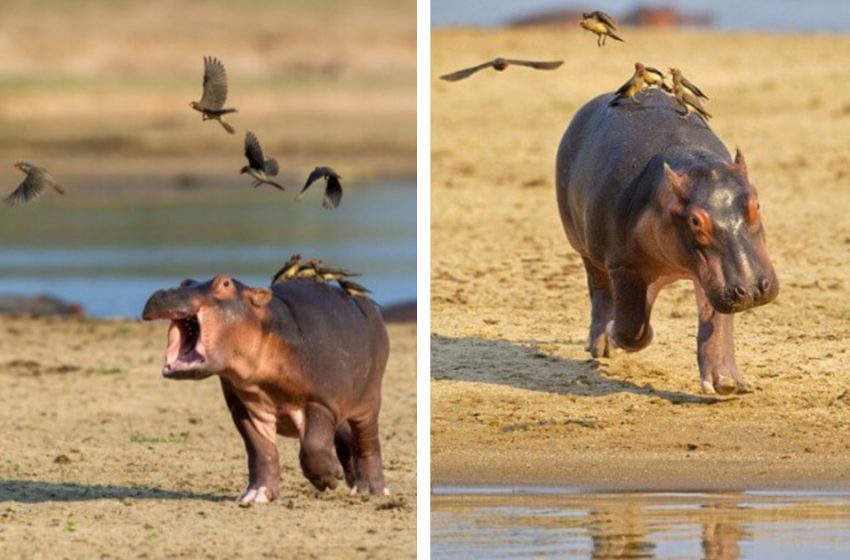  Je ne plaisante pas : un bébé hippopotame appelle à l’aide après qu’une volée d’oiseaux se soit posée sur son dos