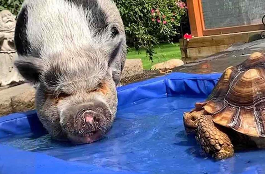 Un mignon petit cochon et une superbe tortue partagent des snacks, des couvertures et des friandises.