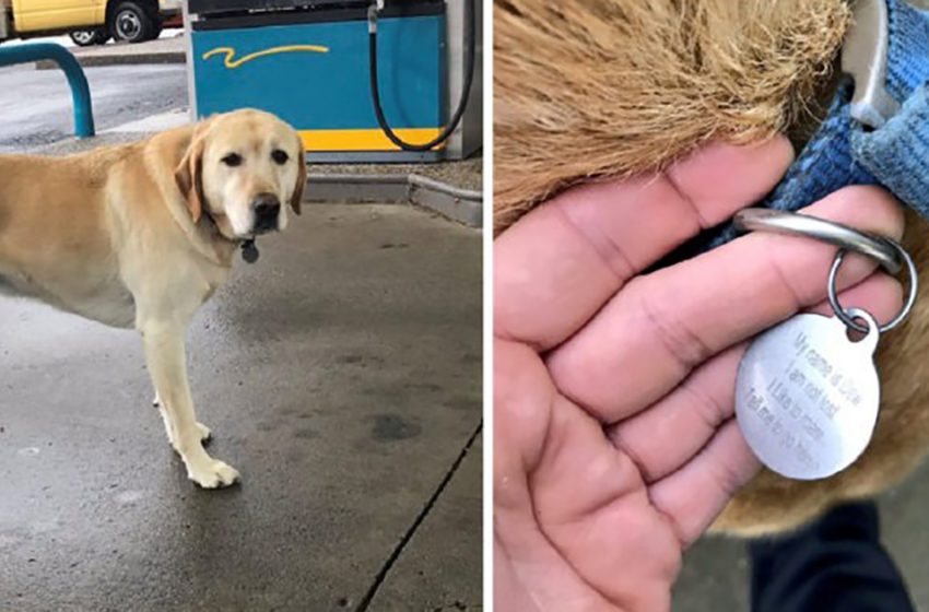 Le jeune homme voit un labrador solitaire dans une station-service et pense que le chien est perdu, mais la carte d’identité sur son cou dit le contraire.