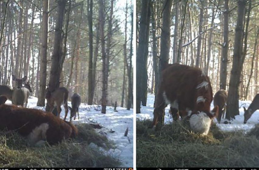  Le veau de 4 mois, en route pour l’abattoir, parvient à s’échapper dans la forêt et trouve refuge dans une famille de cerfs.