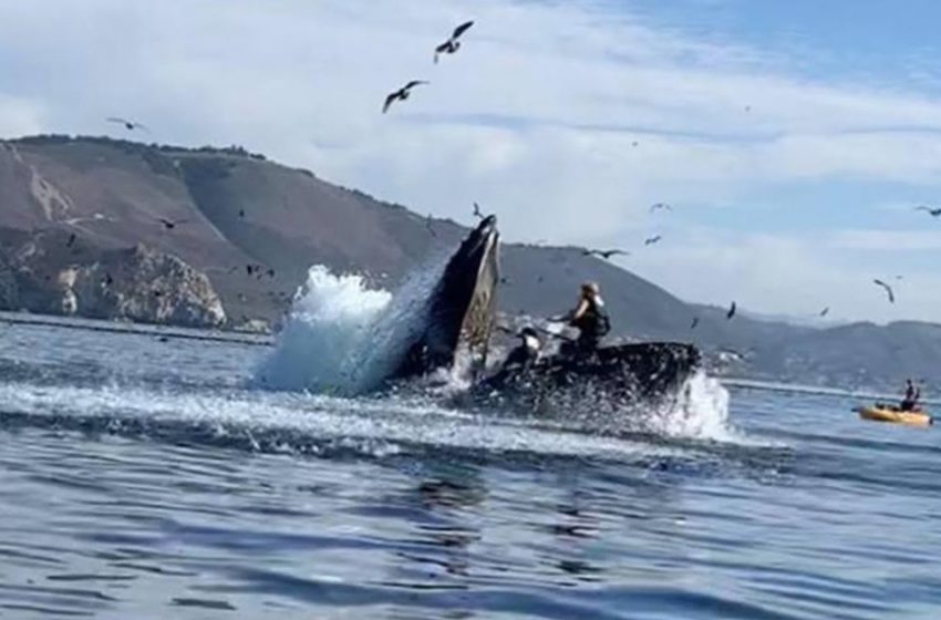  Des images dramatiques montrent une baleine à bosse aspirant deux kayakistes dans sa gorge et les recrachant.