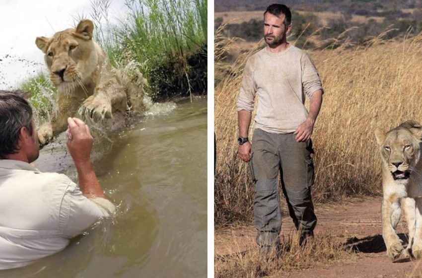 Dans une vidéo émouvante, un homme rencontre les lions qu’il a sauvés après sept ans de séparation.