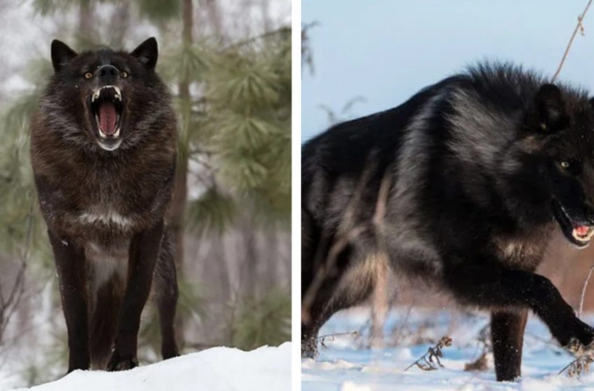  Un photographe du Minnesota prend des photos étonnantes d’un magnifique loup noir
