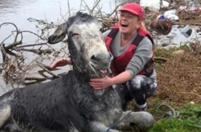  Un âne sourit à pleine dents après avoir été sauvé