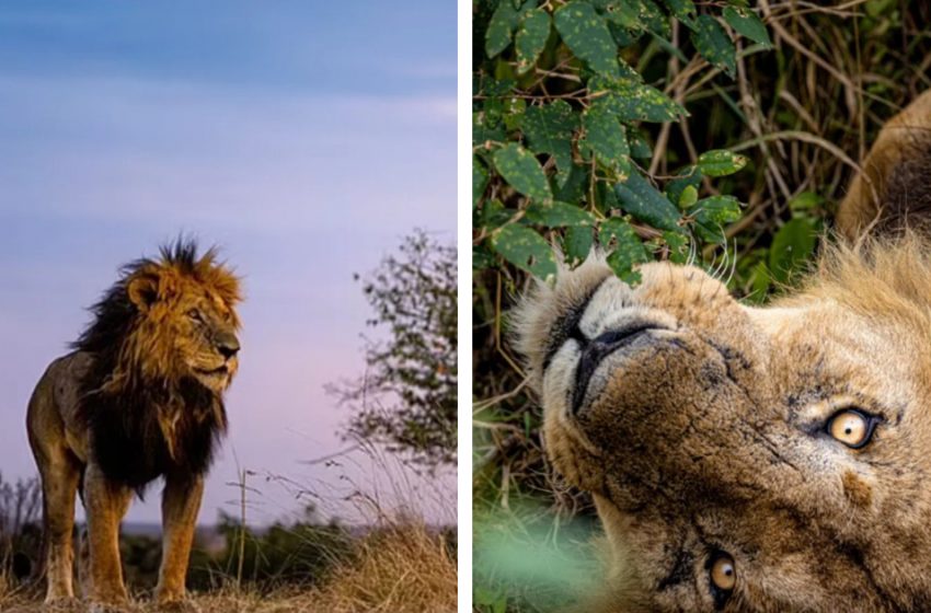  Des images magnifiques montrent le plus vieux lion du Maasai Mara dans toute sa fierté.