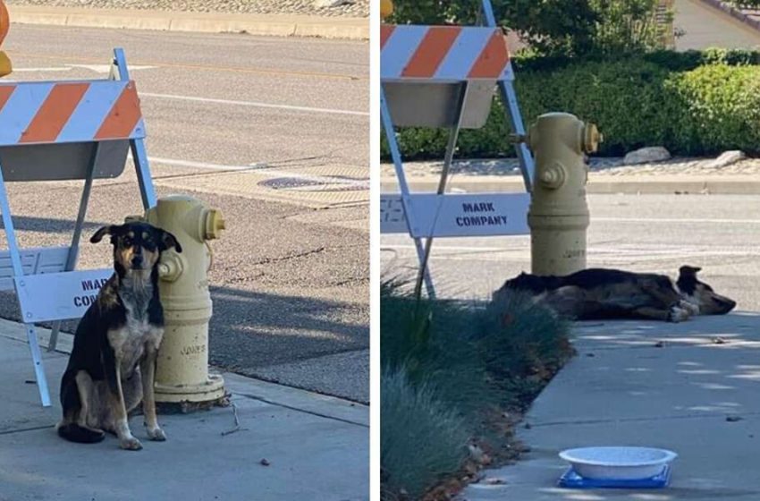  Un chien refuse de quitter le lieu de construction où il a vu sa famille pour la dernière fois