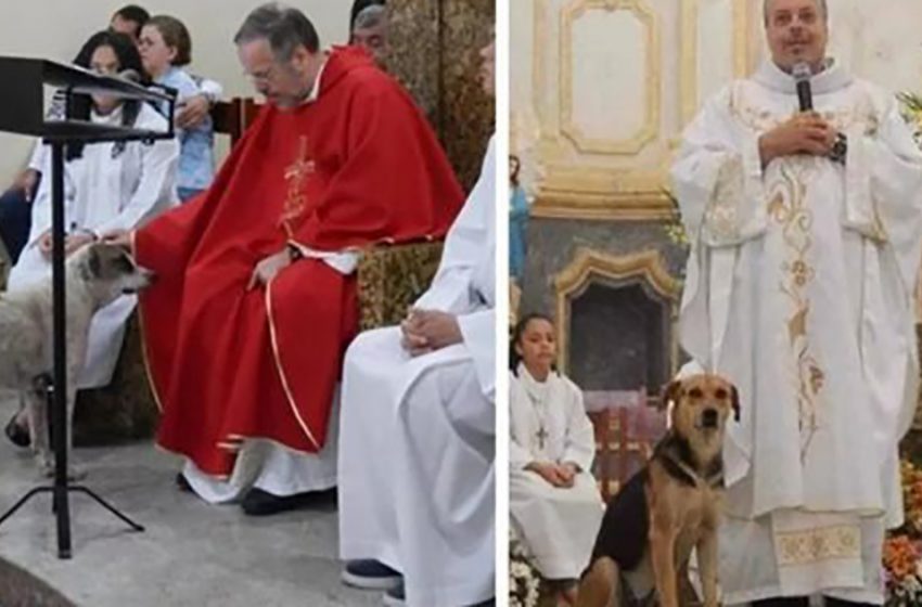  Le prêtre brasilien laisse entrer les chiens de ue dans l’église pour leur trouver une nouvelle famille