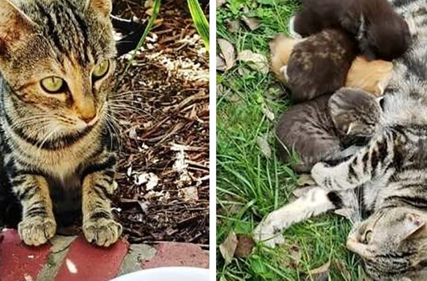  Une femme a nourri un chat errant, puis l’a recueillie avec ses chatons.