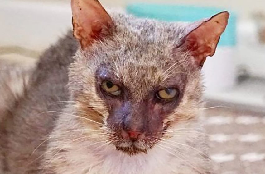  Un chat ressemblant à un loup-garou a été secouru en Floride