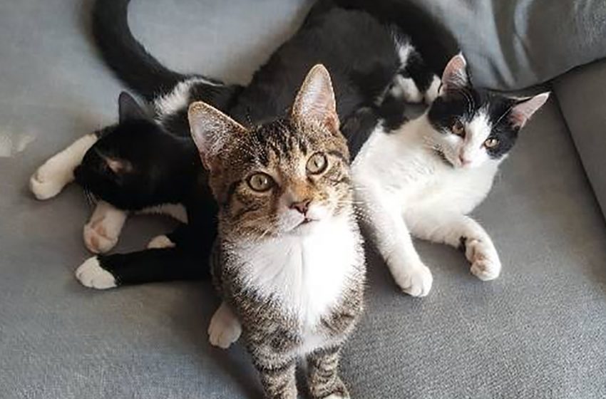 Une chatte errante a pénétré dans la maison pour mettre bas, et le propriétaire a gardé la mère et ses chatons.