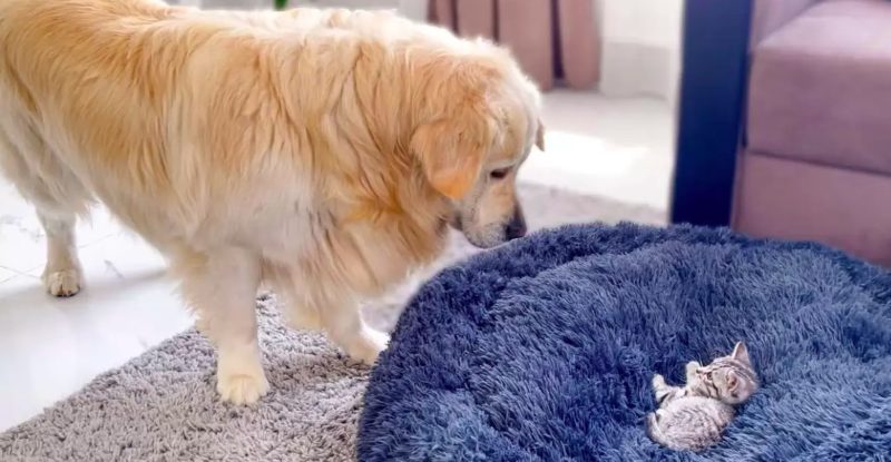  Après avoir découvert que son lit moelleux est occupé par un chaton gâté, le Golden Retriever commence à se battre pour récupérer son lit de chien