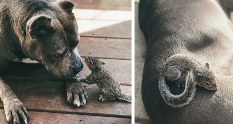  Pitbull est devenue une mère adoptive parfaite pour un adorable bébé écureuil orphelin