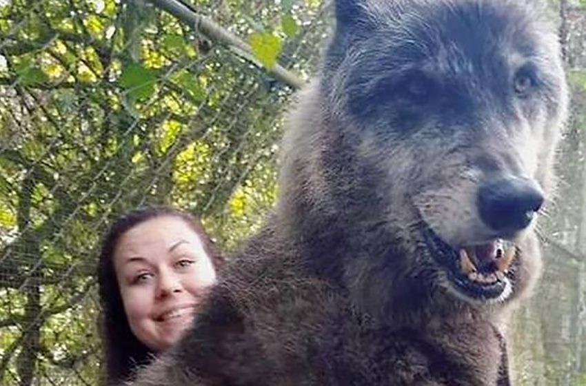 Incroyable loup Yuki, malheureusement on lui a diagnostiqué un cancer du sang