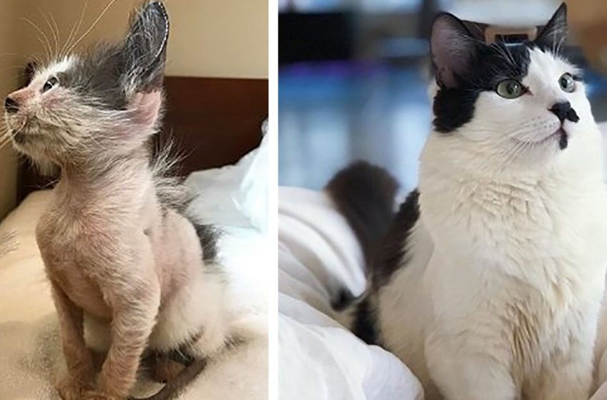  Une femme sauve un chaton chauve en attente d’euthanasie et se transforme en magnifique chat