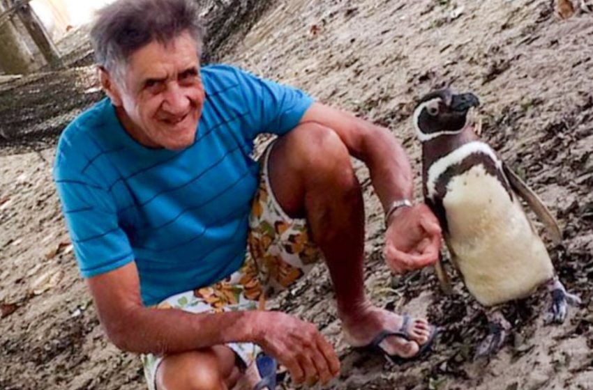  Amitié à distance : le pingouin parcourt chaque année des milliers de kilomètres pour voir son sauveur