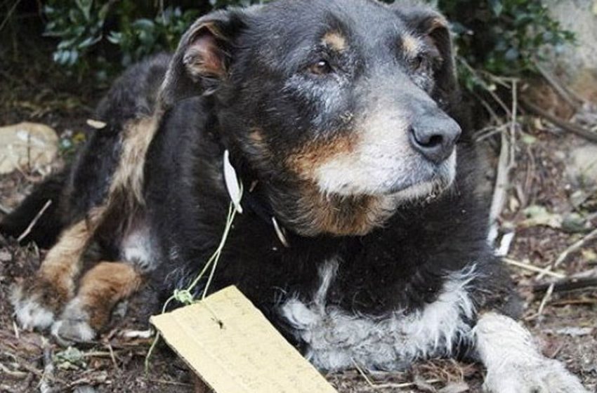  La famille pensait que leur chien était parti à jamais, mais il est revenu avec une note inattendue sur son collier