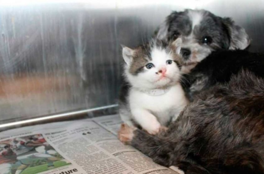  Un chien a sauvé la vie d’un petit chaton, ce qui s’est passé ensuite a surpris tout le monde