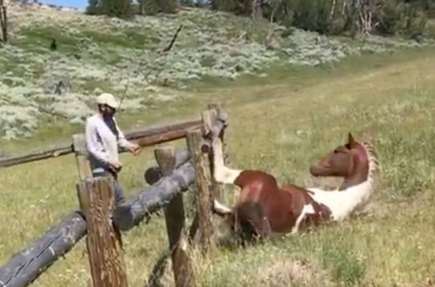  Un homme généreux sauve un cheval sauvage coincé dans une clôture