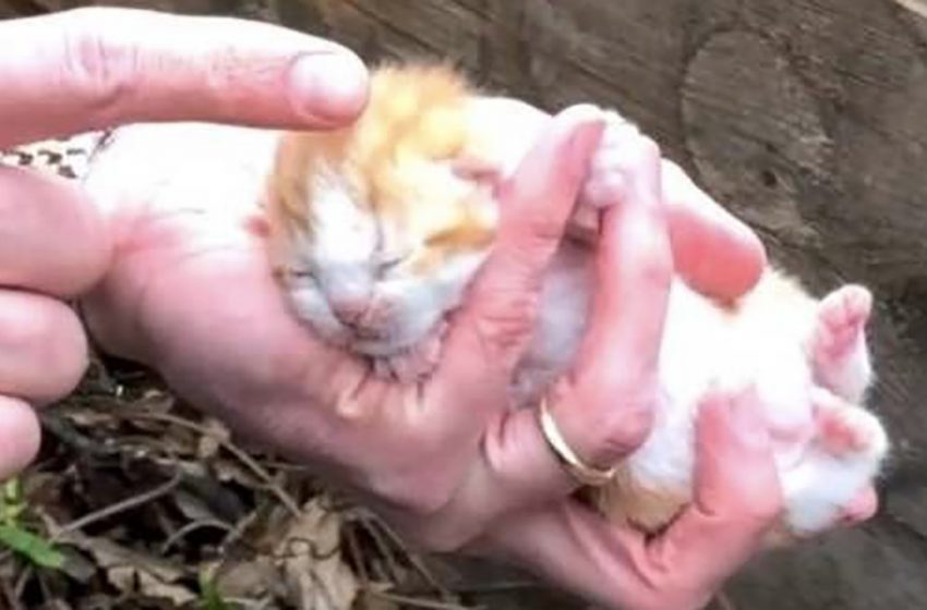 À Brooklyn, Un Chat De Rue Et Ses Chatons Qu’elle Cachait Sous Des Planches De Bois Ont Eté Sauvés