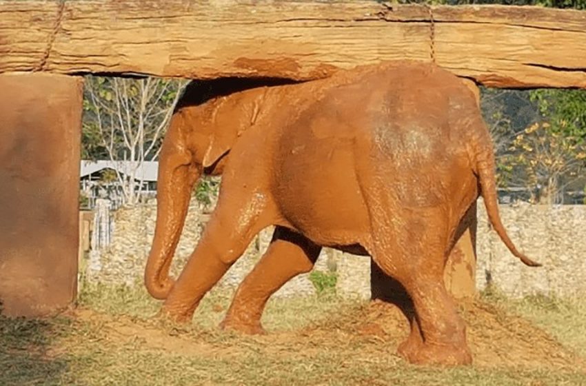  L’éléphant aveugle, surmené et maltraité depuis 70 ans, a versé des larmes de soulagement lorsque les sauveteurs l’ont emmenée dans un parc sûr