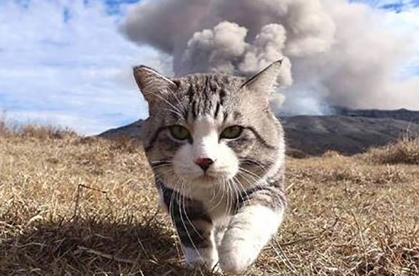 Le chat le plus photogénique, Nyankichi, qui n’a jamais de mauvaise photo