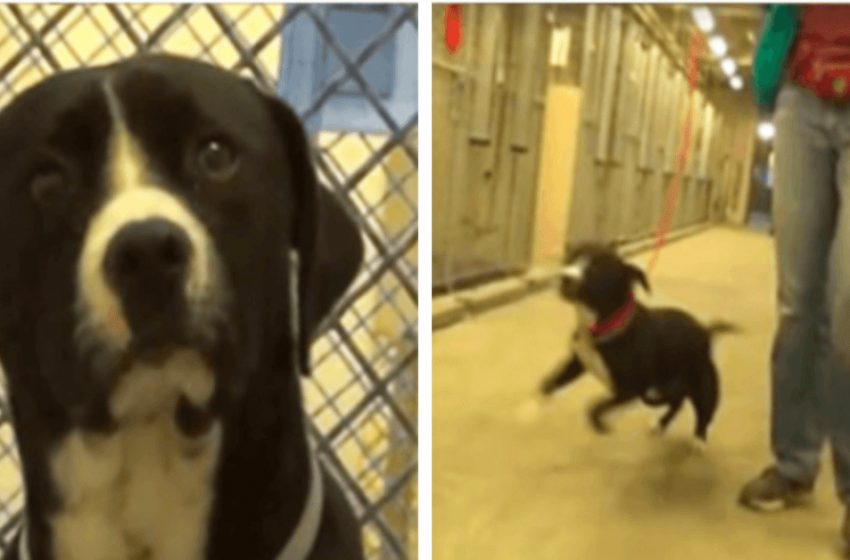  Un chien de refuge effrayé saute de joie lorsqu’il se rend compte qu’il est adopté
