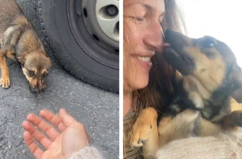  Un chien effrayé abandonné au bord de la route fond dans les bras d’une femme après avoir été sauvé