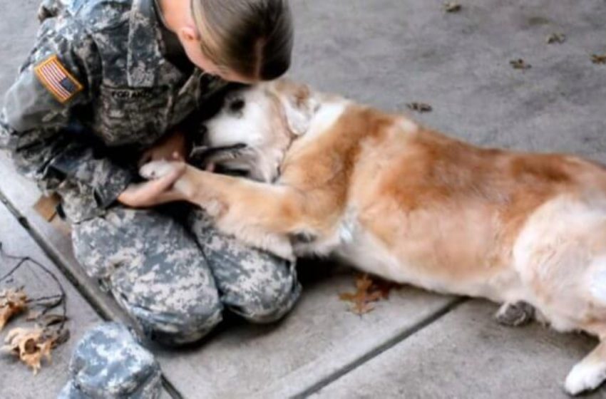  Un vieux chien sourd ravi de voir son propriétaire revenir du service militaire après des mois d’intervalle