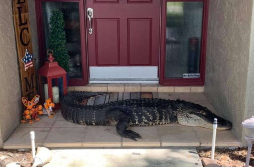  La famille découvre un alligator géant sur le pas de la porte alors qu’Ils ouvrent la porte d’entrée