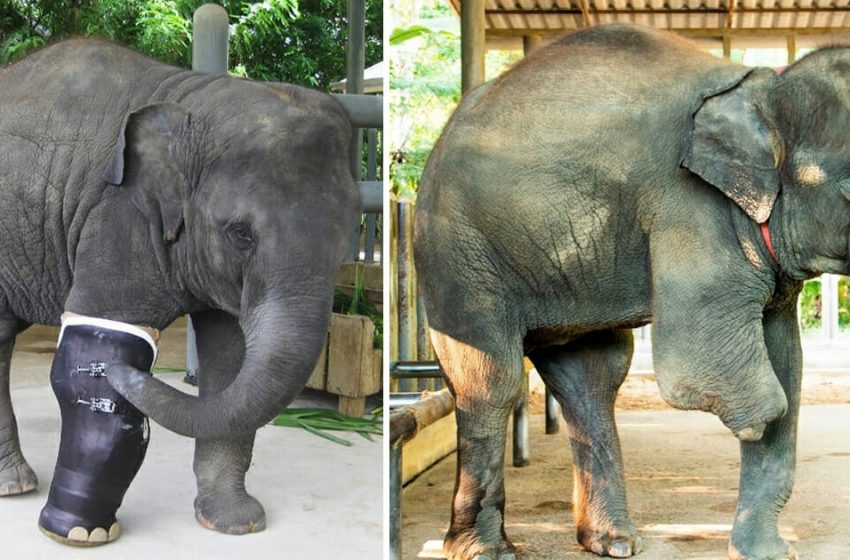  Un bébé éléphant reçoit une prothèse de jambe après avoir perdu une jambe à cause d’une mine