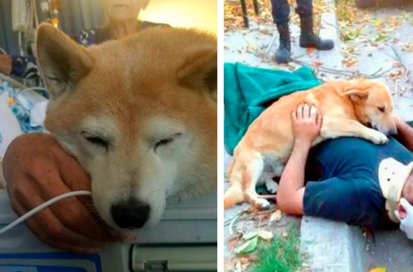  Des photos qui prouvent que la fidélité et la gentillesse des animaux ravissent