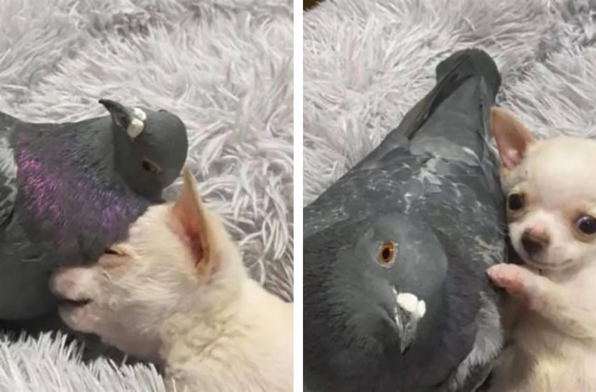  Le pigeon Herman qui ne peut pas voler et le chien chihuahua Lundy qui ne peut pas marcher se sont aimés au premier regard et sont maintenant de bons amis.