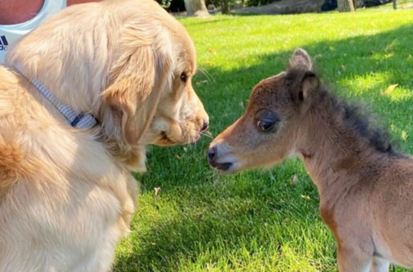  Un mini cheval qui n’avait pas d’amis à cause d’une mère protectrice crée un lien spécial avec les chiens du ranch.