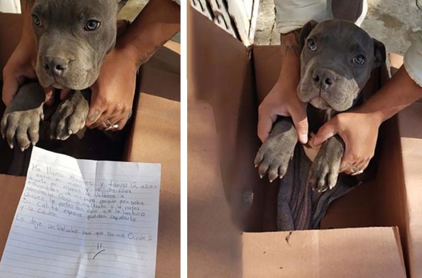  Un garçon de 12 ans a pris la douloureuse décision de placer un chiot pitbull dans une cage et de laisser une lettre touchante devant le refuge.