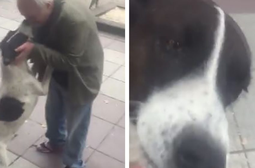  L’homme a cherché son chien pendant trois ans et quand il l’a enfin trouvé, le chien sautait et gémissait de joie