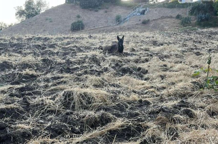 Une femme aperçoit un animal étrange sur une colline et appelle rapidement à l’aide.