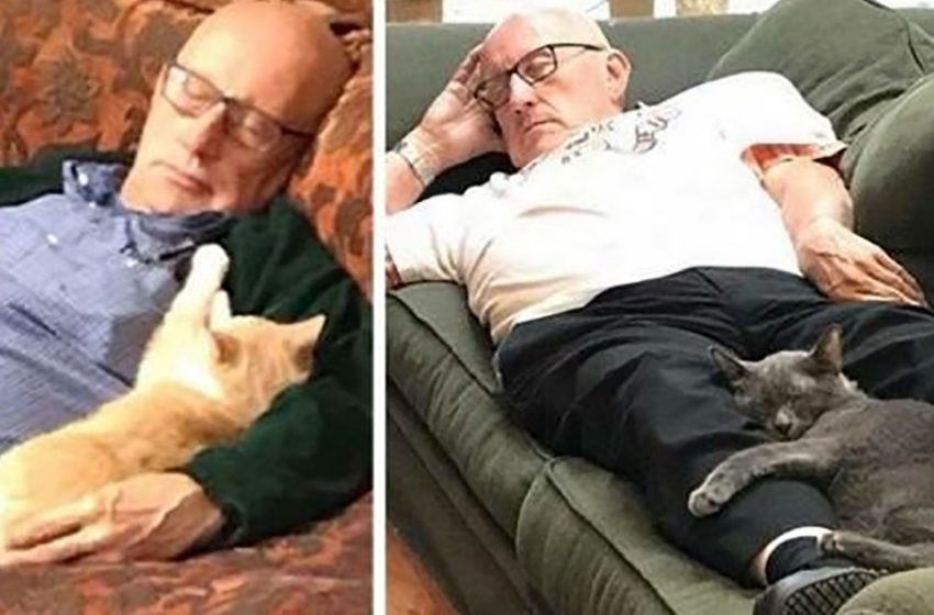  Depuis six mois, ce vieil homme vient au refuge pour dormir avec des chats dans les bras