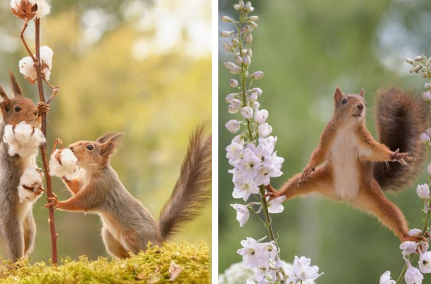  En suivant cet écureuil roux pendant six ans, un photographe a capturé quelques-unes de ses plus belles images.