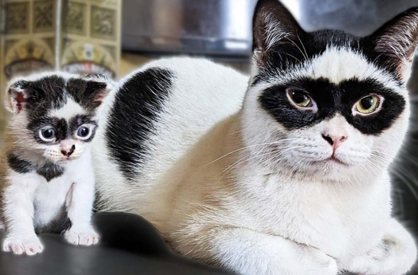 Un adorable chaton a des marques qui le font ressembler à un mini Zorro