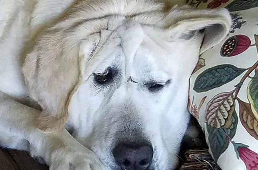  Ce chien a été abandonné à cause de son visage “laid”, mais voyez comment il a changé lorsqu’il est arrivé dans une nouvelle famille.