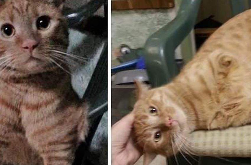  Un chat né avec seuls deux pattes a été sauvé dans les rues d’Arizona