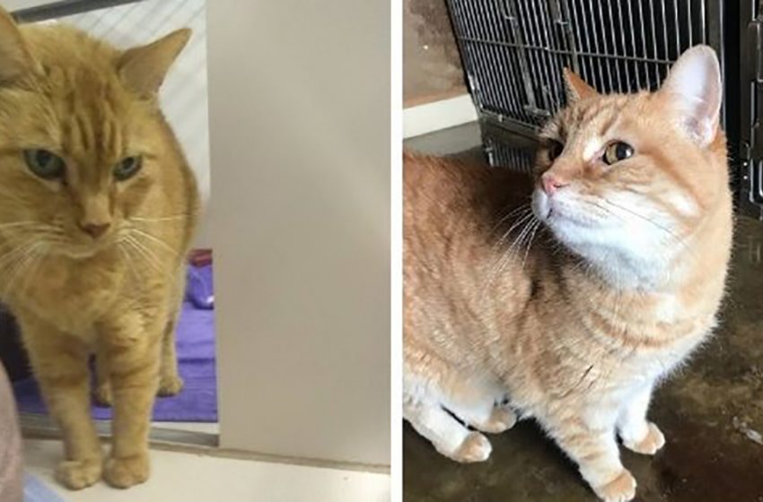  Une femme a accueilli deux chats de 14 ans pour qu’ils passent leurs vieux jours à être soignés et caressés.