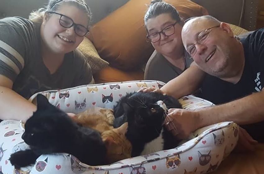  Histoire heureuse de 3 gentils chats de refuge qui ont été accueillis dans la même famille au même moment