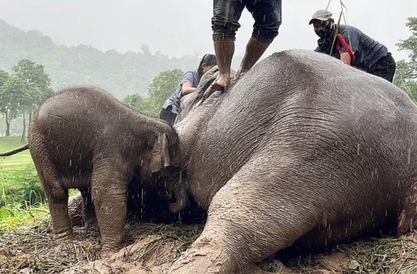  Un moment émouvant où des vétérinaires sauvent une mère éléphant grâce à la réanimation cardio-pulmonaire sous le regard inquiet de son petit.