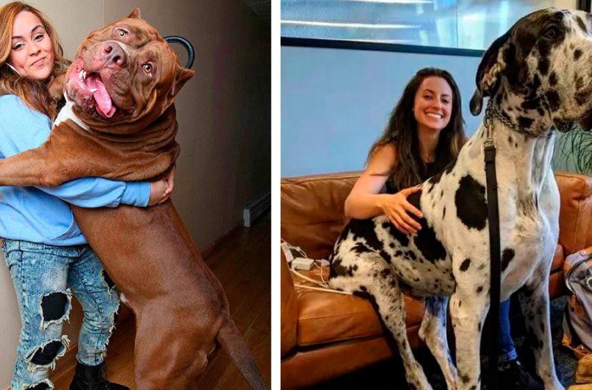Les propriétaires ont pris de mignons petits chiots et ils sont devenus des géants