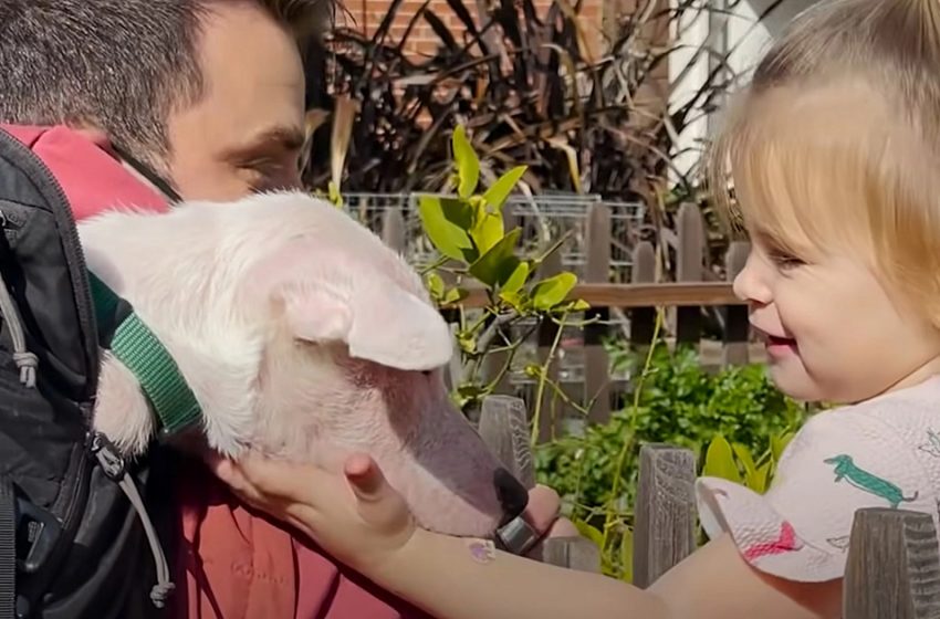  Une fillette de 2 ans devient le meilleur ami d’un chiot sourd