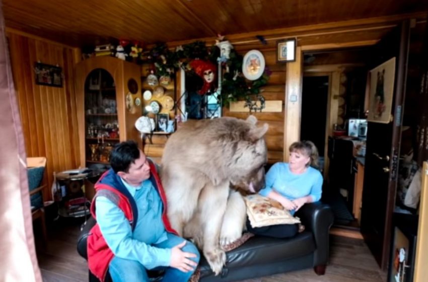  Cet ours en peluche vit avec des gens ordinaires depuis 20 ans. Il est devenu un membre à part entière de la famille