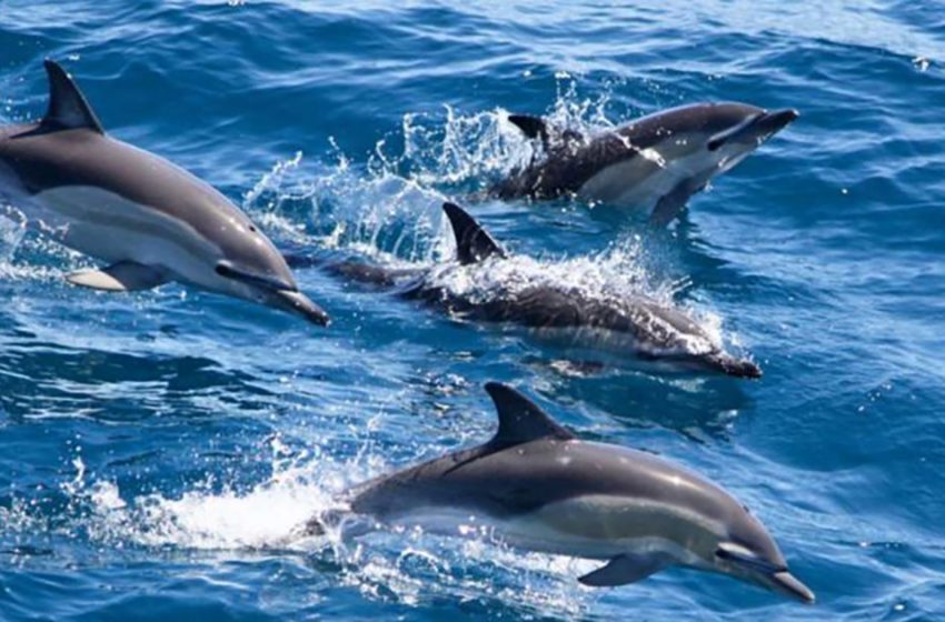  Grâce aux dauphins, une femme qui avait été repoussée par le courant et qui était restée dans l’océan a finalement été retrouvée